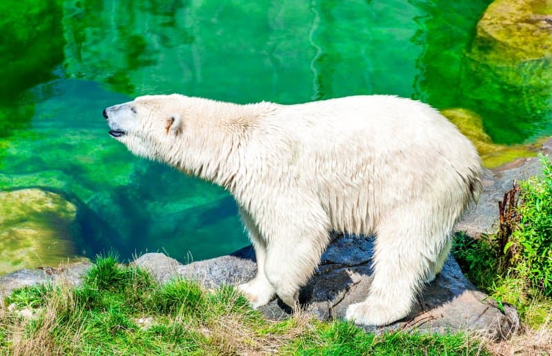 ZOO Viedeň, zámok Schönbrunn a jeho krásne záhrady