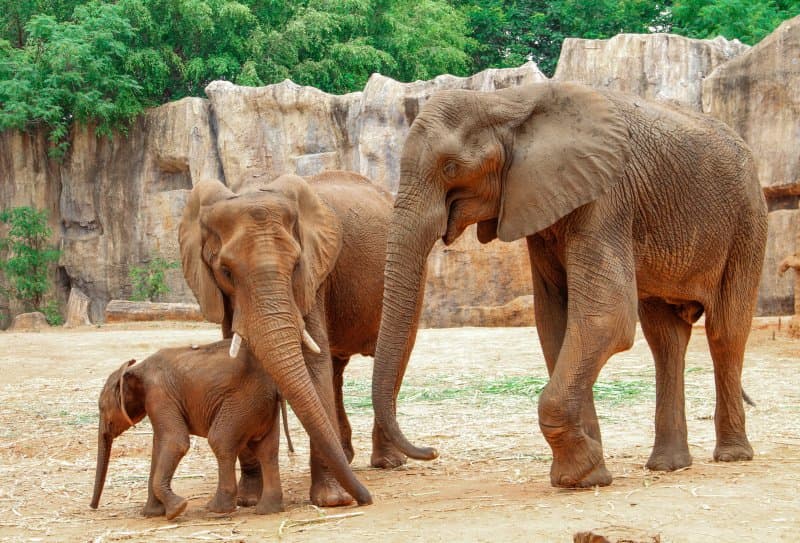 ZOO Viedeň, zámok Schönbrunn a jeho krásne záhrady