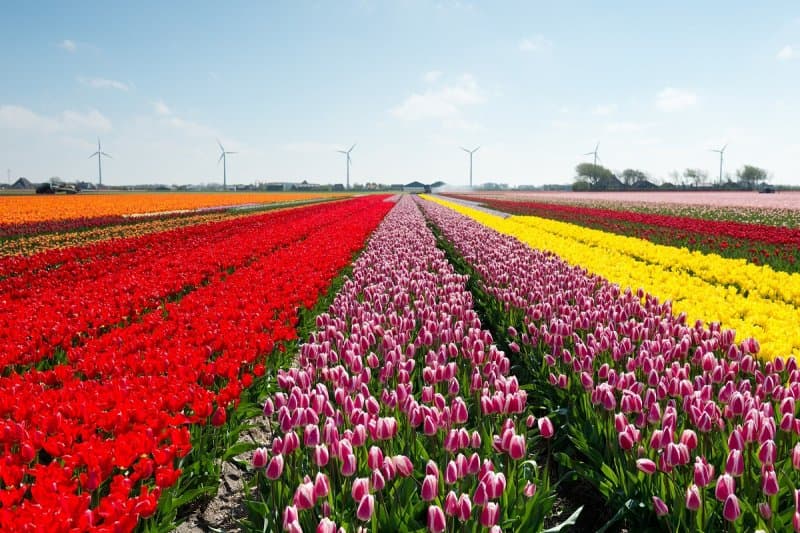 Holandsko - svetoznáma výstava kvetov Keukenhof a Amsterdam