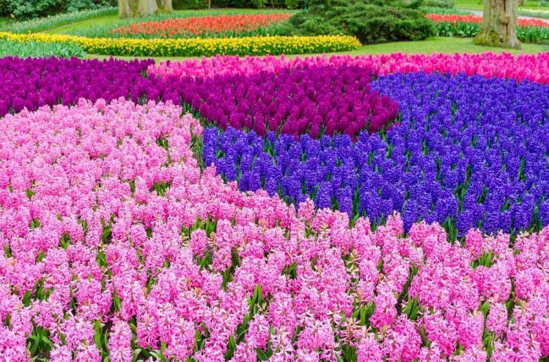 Holandsko - svetoznáma výstava kvetov Keukenhof a Amsterdam