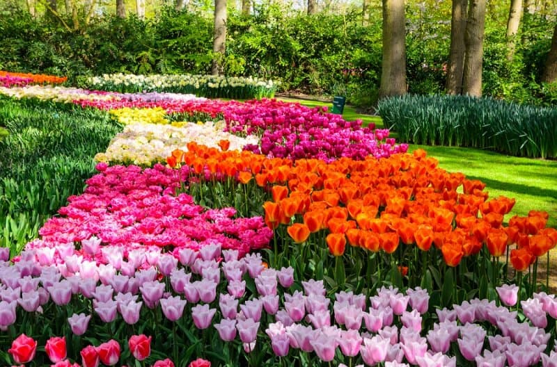 Holandsko - svetoznáma výstava kvetov Keukenhof a Amsterdam