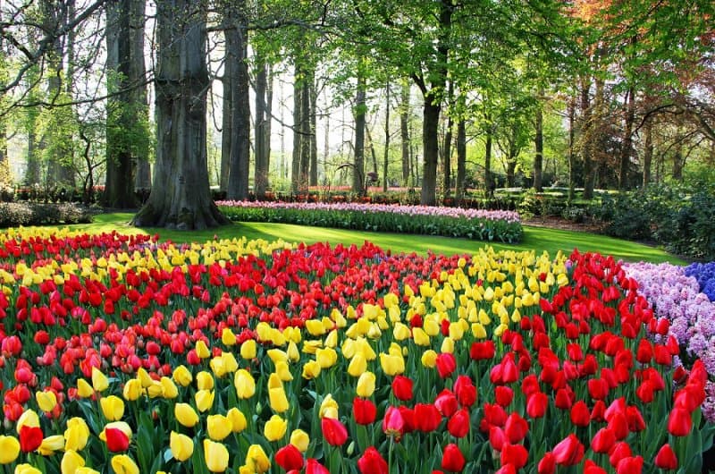 Holandsko - svetoznáma výstava kvetov Keukenhof a Amsterdam