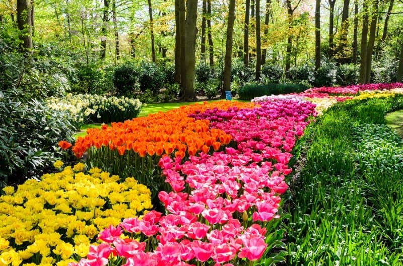 Holandsko - svetoznáma výstava kvetov Keukenhof a Amsterdam