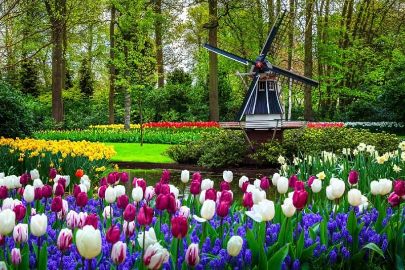 Holandsko - svetoznáma výstava kvetov Keukenhof a Amsterdam  LETECKY