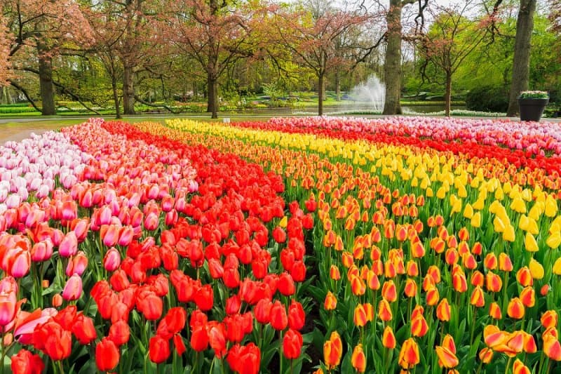 Holandsko - svetoznáma výstava kvetov Keukenhof a Amsterdam  LETECKY