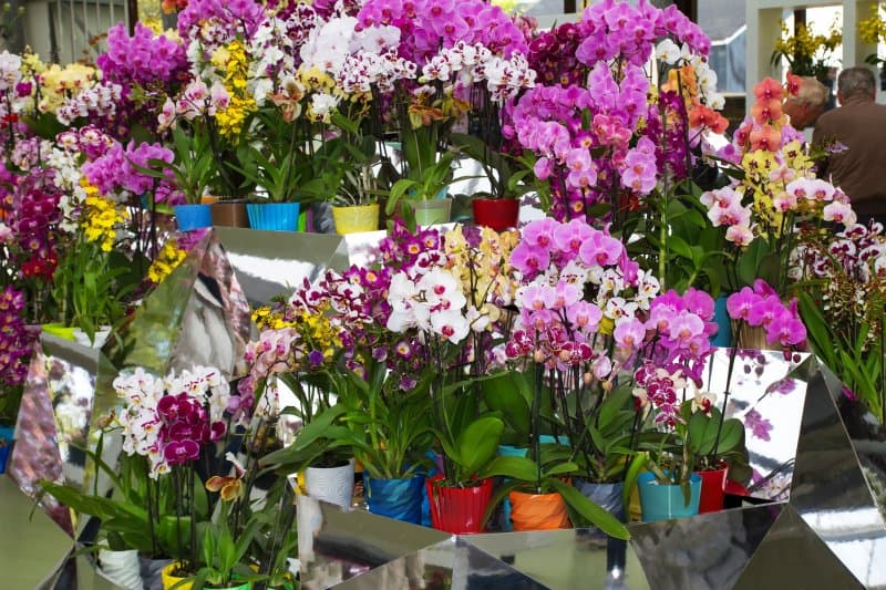 Najväčšia výstava orchideí a známy kláštor v Klosterneuburgu