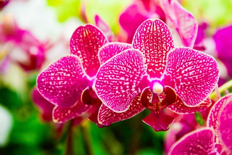 Najväčšia výstava orchideí a známy kláštor v Klosterneuburgu