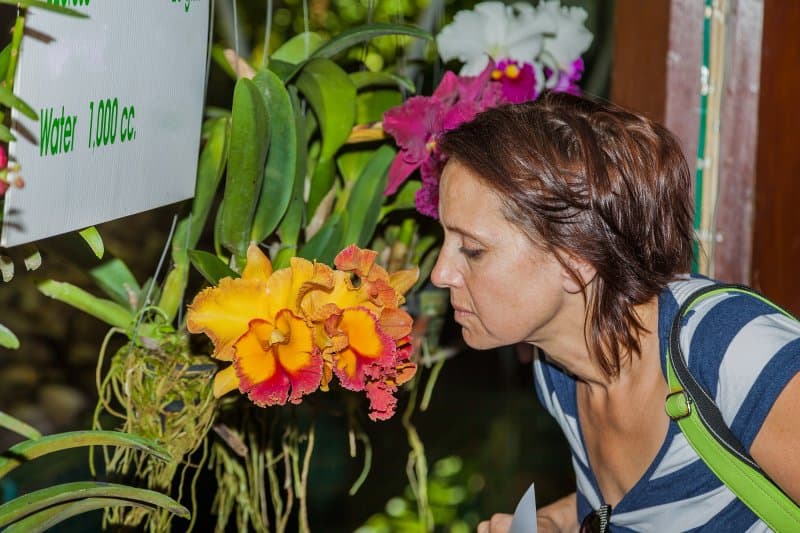 Najväčšia výstava orchideí a známy kláštor v Klosterneuburgu