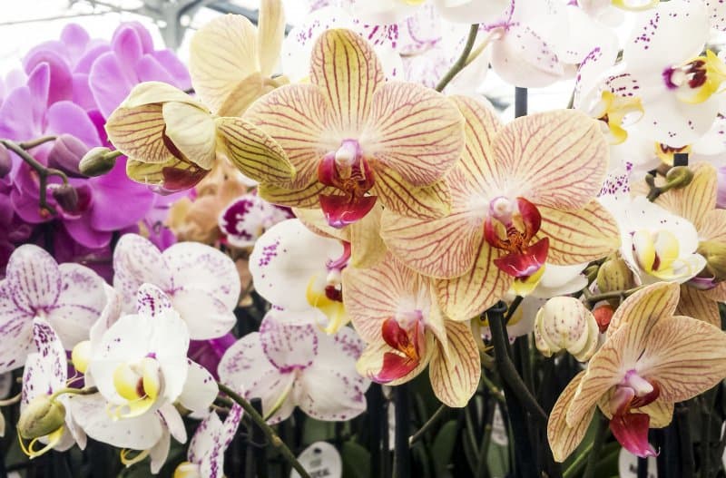 Najväčšia výstava orchideí a známy kláštor v Klosterneuburgu