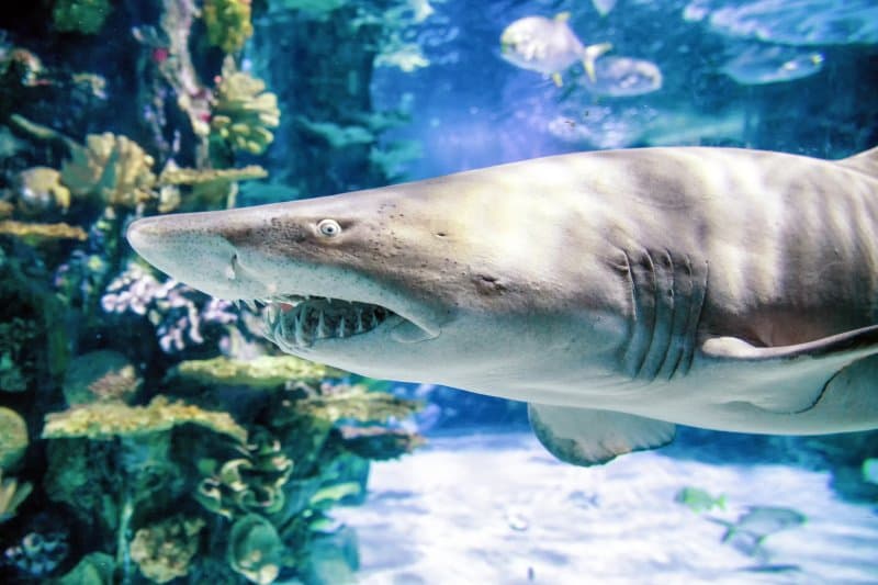 Historická Budapešť s návštevou Tropicaria
