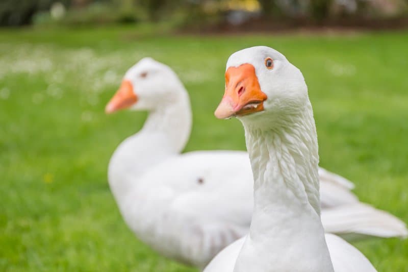 Husacie hody, jazero Neusiedlersee a skanzen rakúskej dedinky