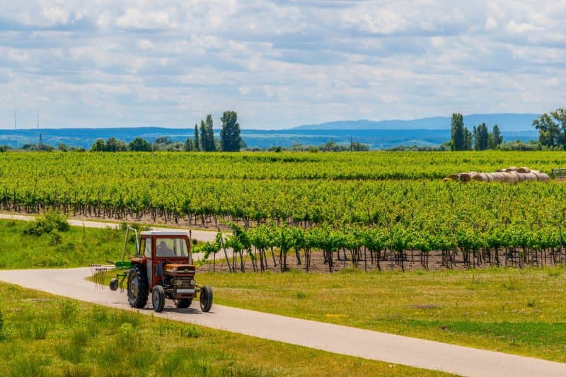 Husacie hody, jazero Neusiedlersee a skanzen rakúskej dedinky