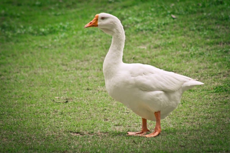 Husacie hody, jazero Neusiedlersee a skanzen rakúskej dedinky