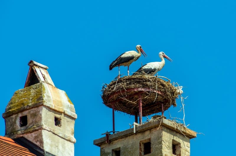 Husacie hody, jazero Neusiedlersee a skanzen rakúskej dedinky