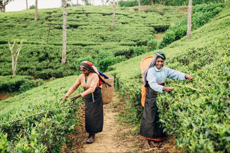 Srí Lanka, čajové plantáže, safari a tropické pláže