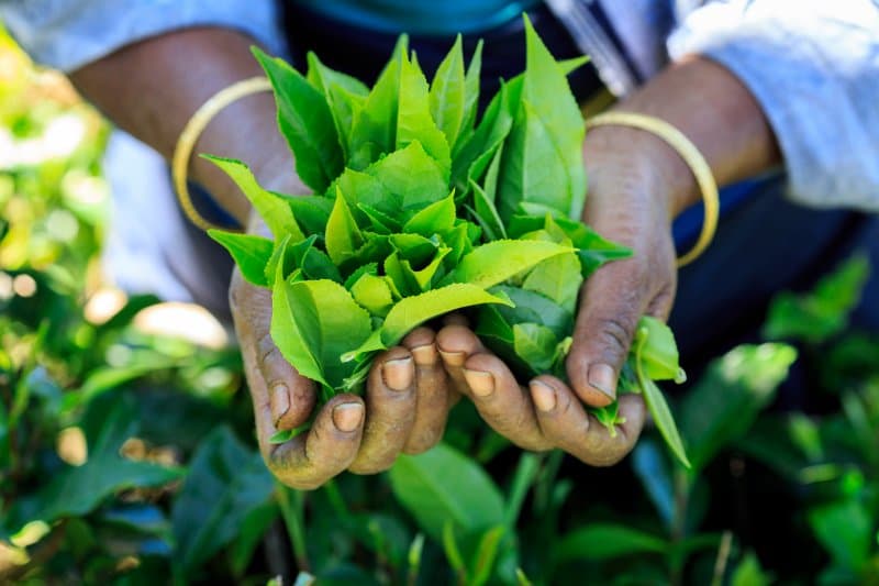 Srí Lanka, čajové plantáže, safari a tropické pláže