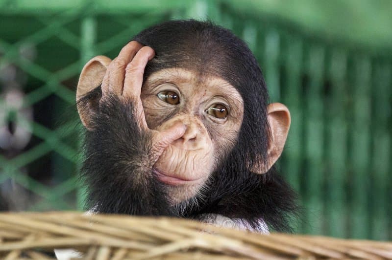 Safari Dvůr Králové, perníková chalúpka, zámok a čarovné Babičkino údolie