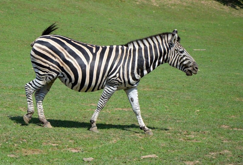 Safari Dvůr Králové, perníková chalúpka, zámok a čarovné Babičkino údolie