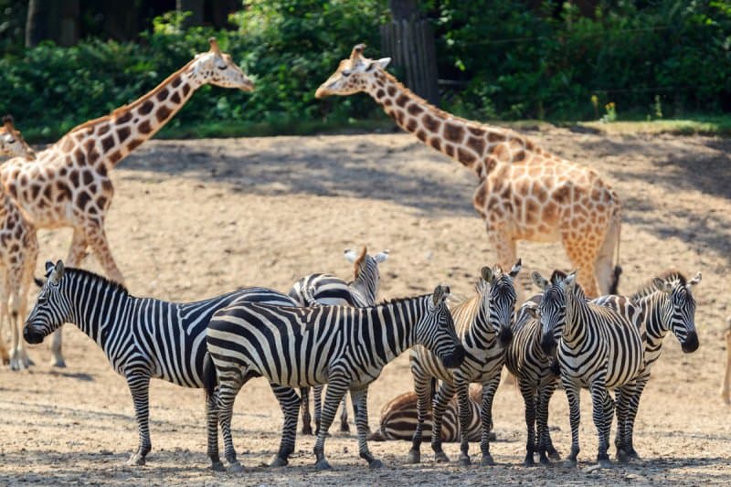 Safari Dvůr Králové, perníková chalúpka, zámok a čarovné Babičkino údolie
