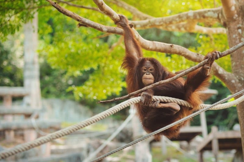 Safari Dvůr Králové, perníková chalúpka, zámok a čarovné Babičkino údolie