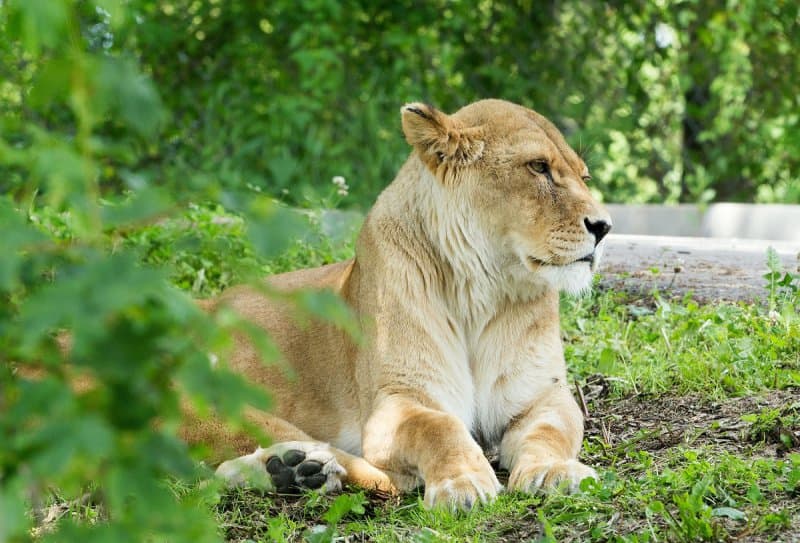 Safari Dvůr Králové, perníková chalúpka, zámok a čarovné Babičkino údolie