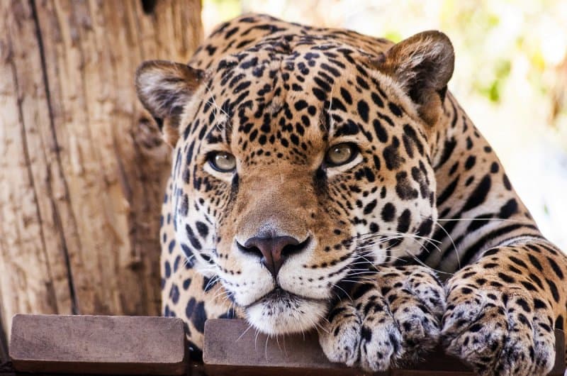 Safari Dvůr Králové, perníková chalúpka, zámok a čarovné Babičkino údolie