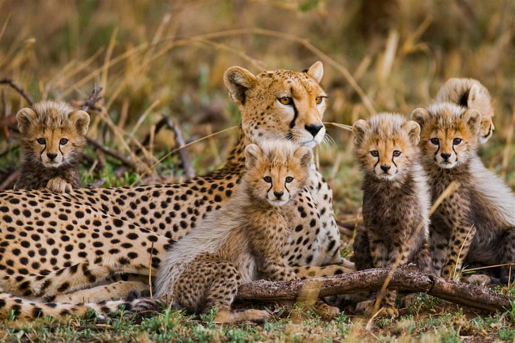 Zanzibar All Inclusive a safari v NP Serengeti a Ngorongoro