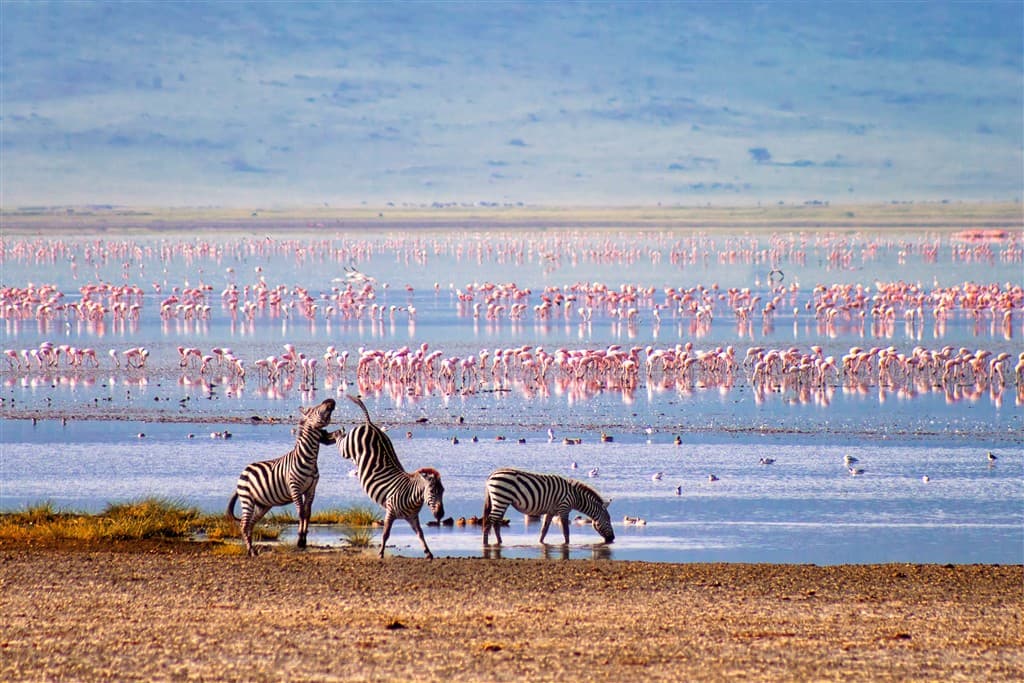 Zanzibar All Inclusive a safari v NP Serengeti a Ngorongoro