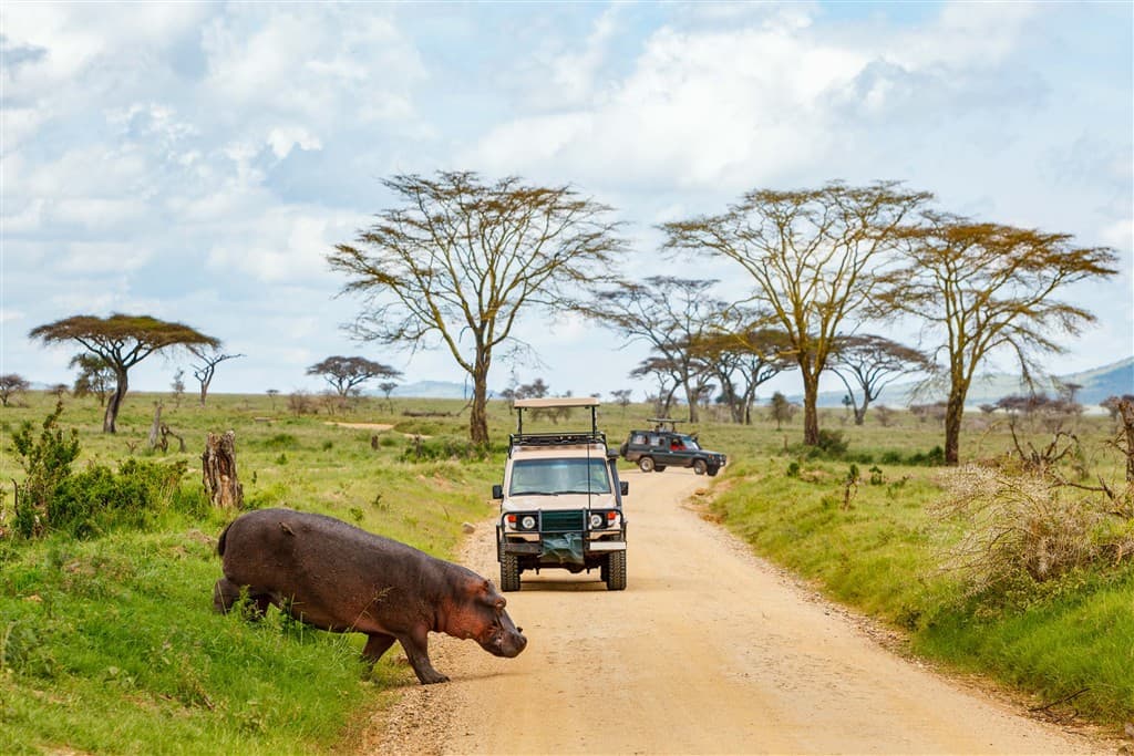 Zanzibar All Inclusive a safari v NP Serengeti a Ngorongoro