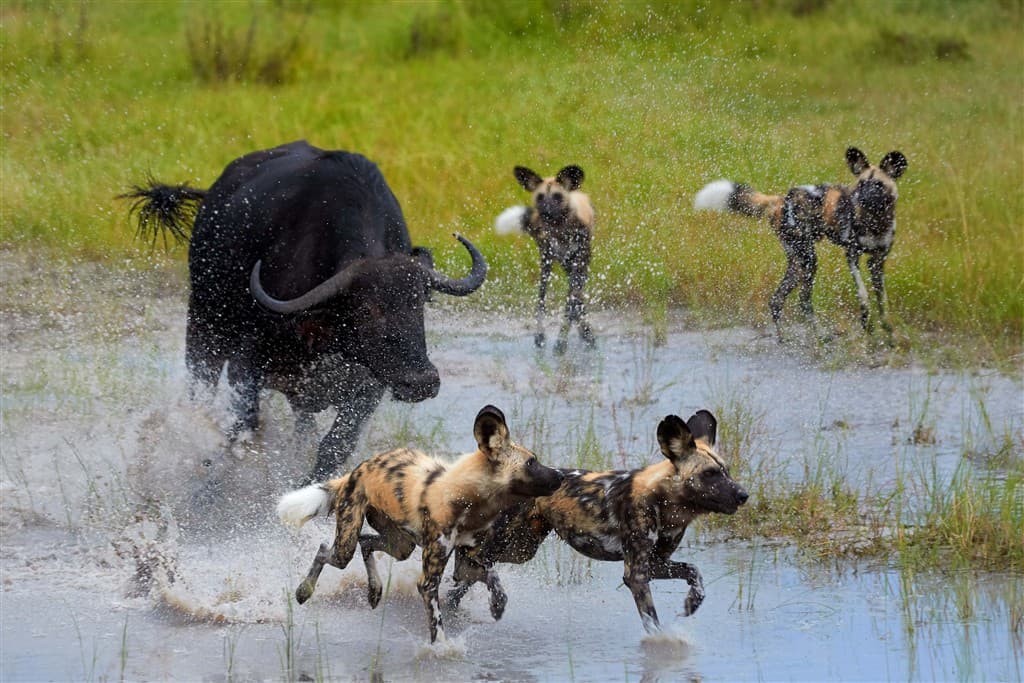 Zanzibar All Inclusive a safari v NP Serengeti a Ngorongoro
