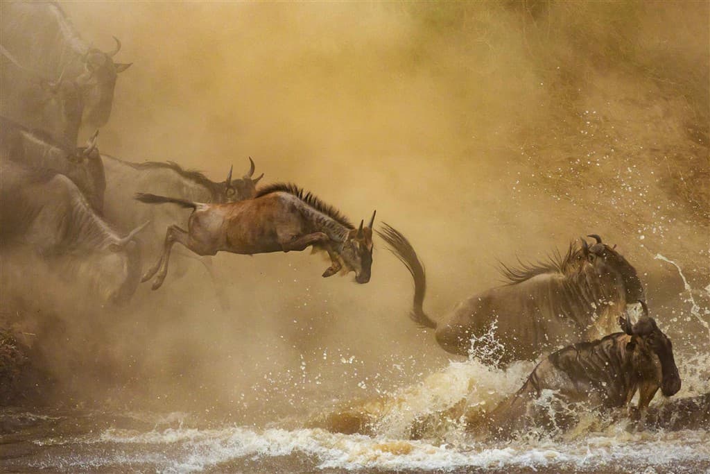 Zanzibar All Inclusive a safari v NP Serengeti a Ngorongoro