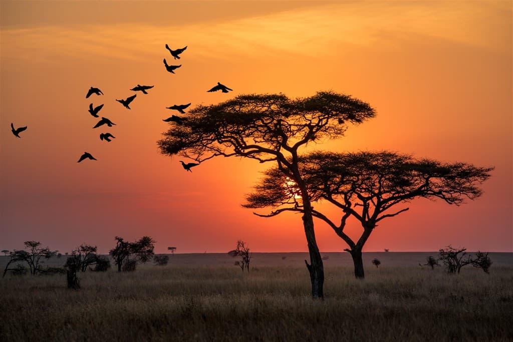 Zanzibar All Inclusive a safari v NP Serengeti a Ngorongoro