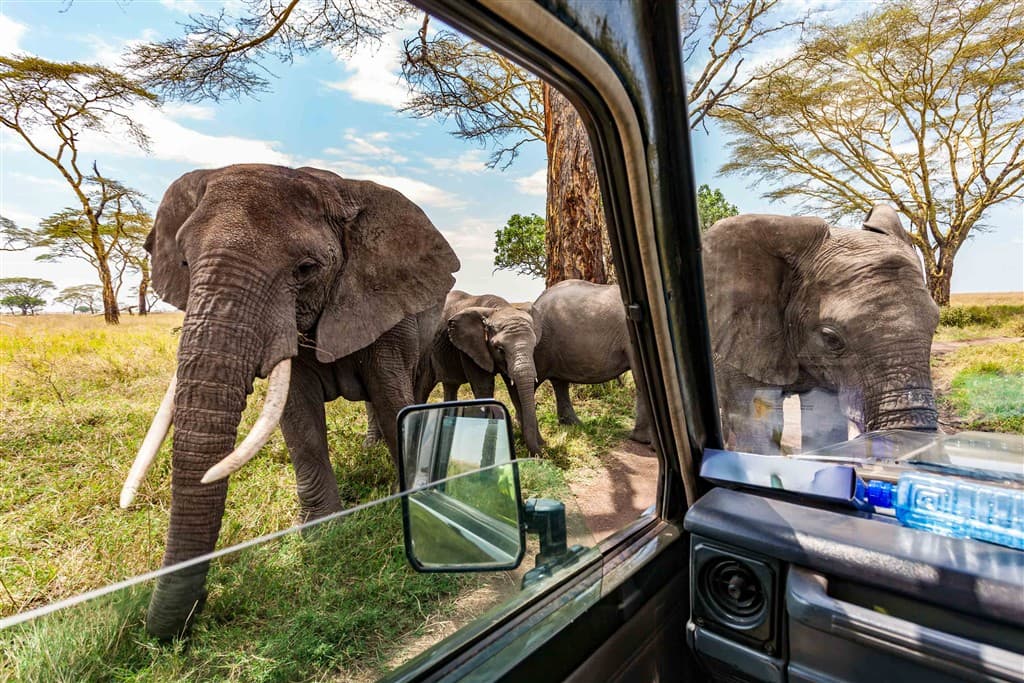 Zanzibar All Inclusive a safari v NP Serengeti a Ngorongoro