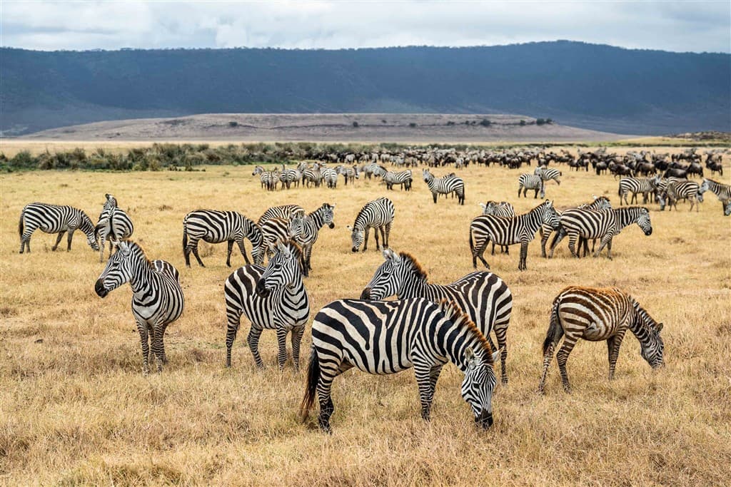 Zanzibar All Inclusive a safari v NP Serengeti a Ngorongoro