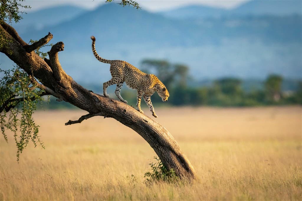 Zanzibar All Inclusive a safari v NP Serengeti a Ngorongoro
