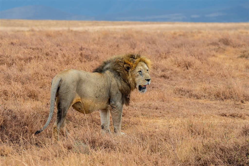 Zanzibar All Inclusive a safari v NP Serengeti a Ngorongoro