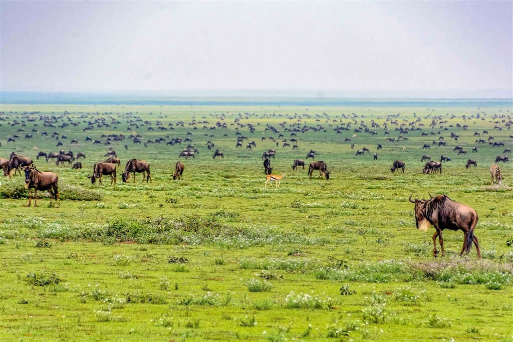 Zanzibar All Inclusive a safari v NP Serengeti a Ngorongoro
