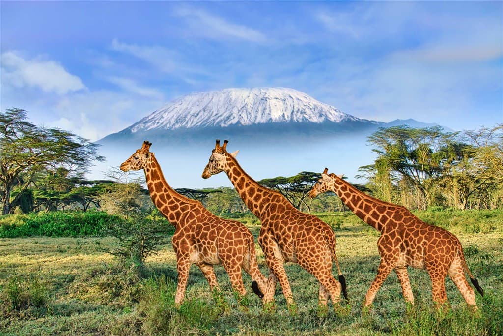 Zanzibar All Inclusive a safari v NP Serengeti a Ngorongoro
