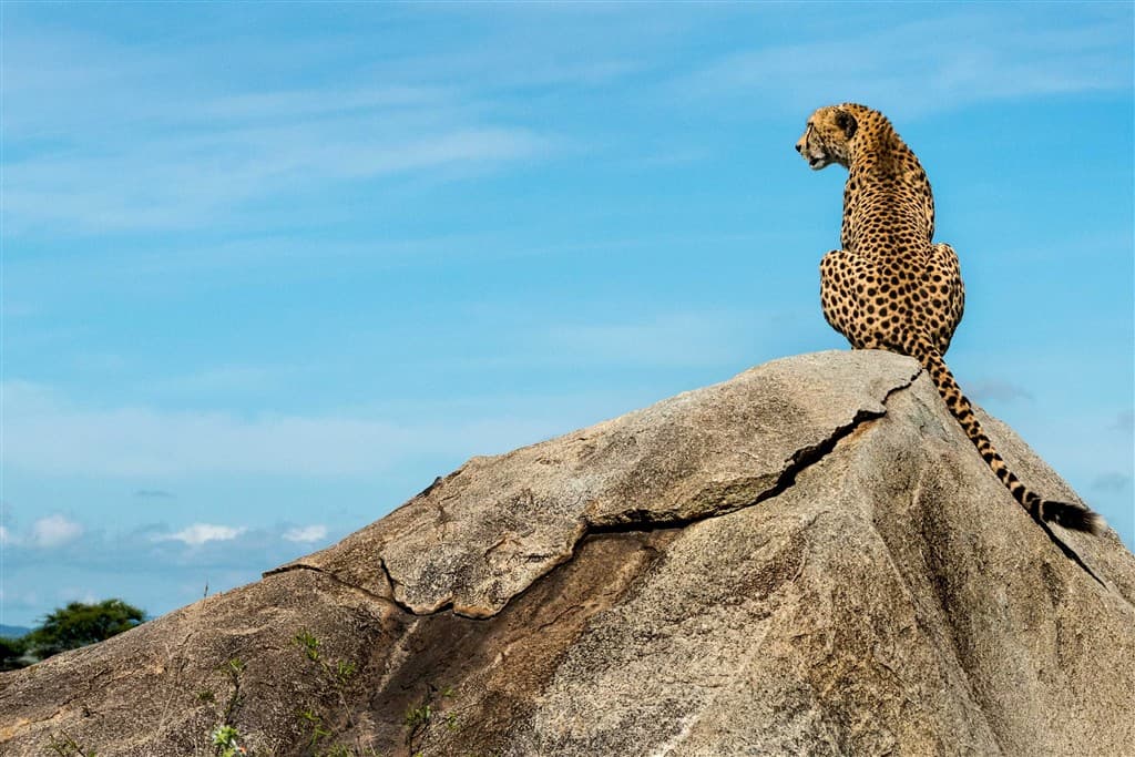 Zanzibar All Inclusive a safari v NP Serengeti a Ngorongoro