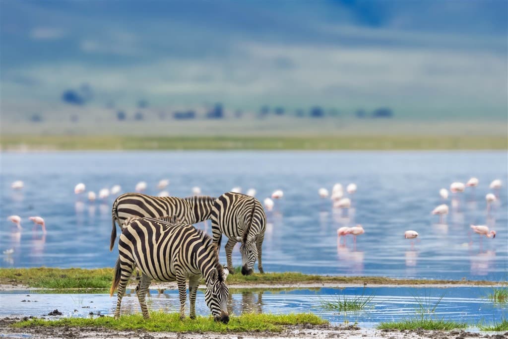 Zanzibar All Inclusive a safari v NP Serengeti a Ngorongoro
