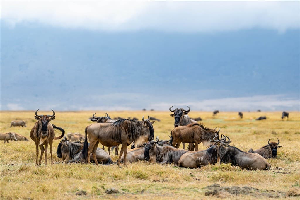 Zanzibar All Inclusive a safari v NP Serengeti a Ngorongoro