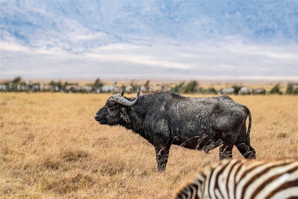 Zanzibar All Inclusive a safari v NP Serengeti a Ngorongoro