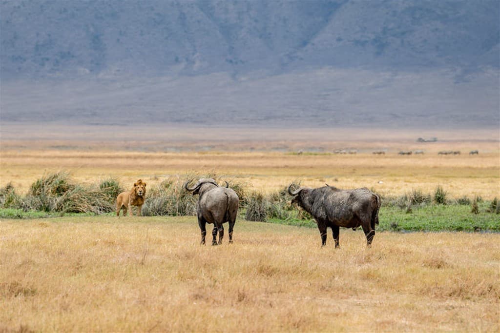 Zanzibar All Inclusive a safari v NP Serengeti a Ngorongoro