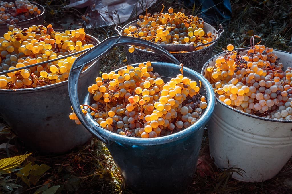 Gruzínsko – príbeh vína pod Kaukazom