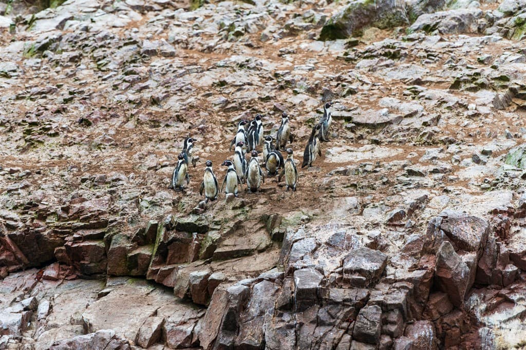 peru