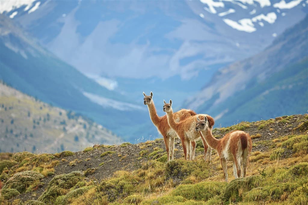 patagonia
