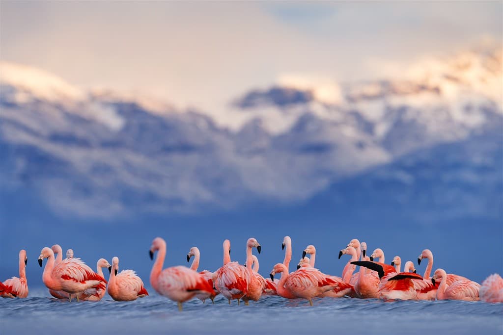 patagonia