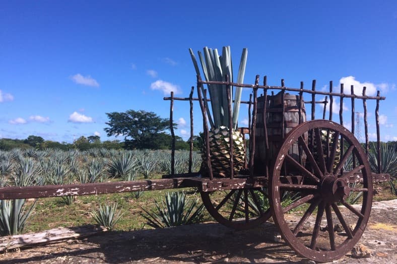 Výrobna tequily na Yucatáne.