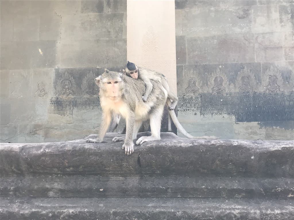 Vietnam - Kambodža - opice