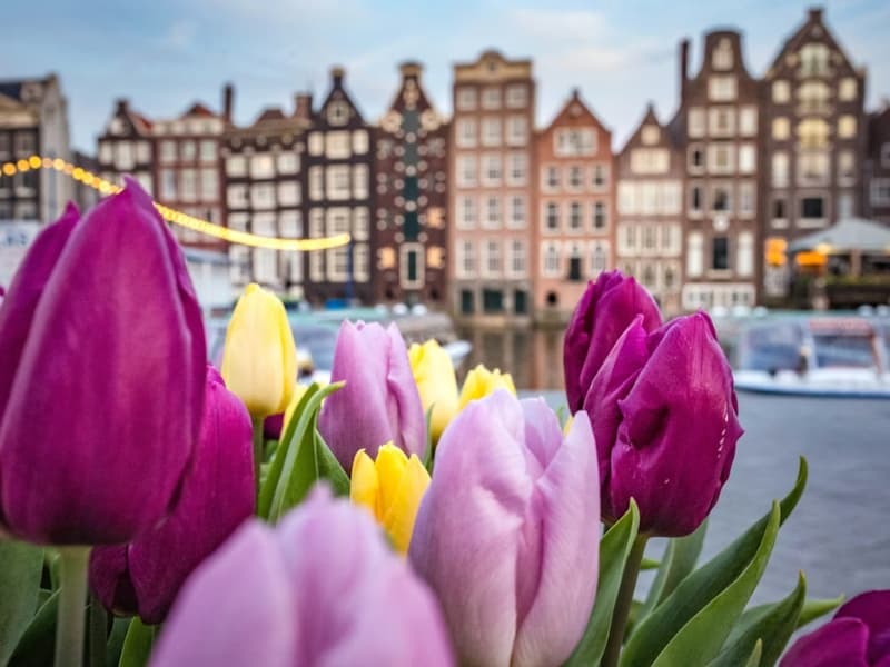 Tulipány v Amsterdame